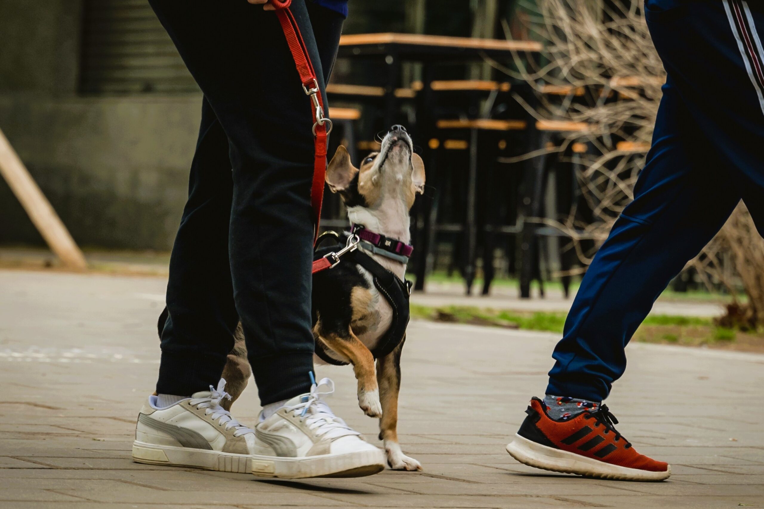 Cachorro paseando en parque urbano